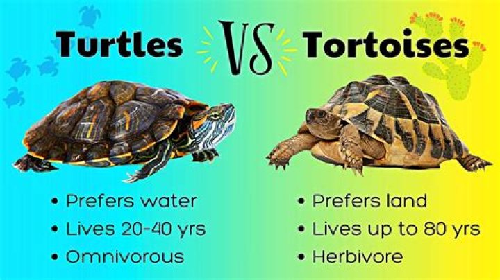 999+ Best Tortoise & Turtle Names (Funny & Cute Ideas) in 2022 Turtle