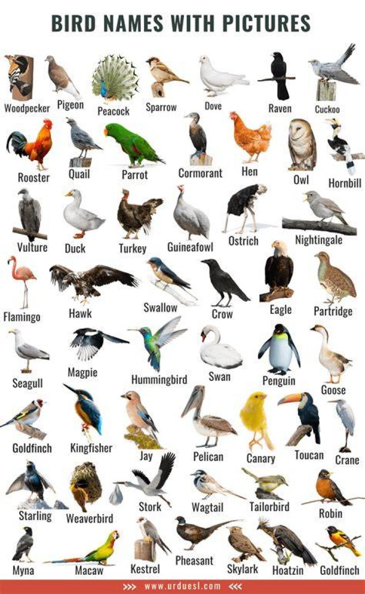 A to Z Bird Names List in English with Pictures Download in Pdf