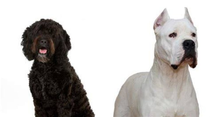 AKC Announces Two New Dog Breeds: Barbet And Dogo Argentino