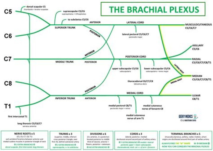 Anatomy Brachial Plexus Geeky Medics
