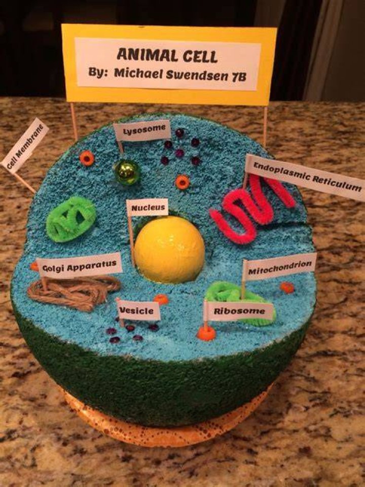 Animal Cell Model Diagram Project Parts Structure Labeled Coloring and