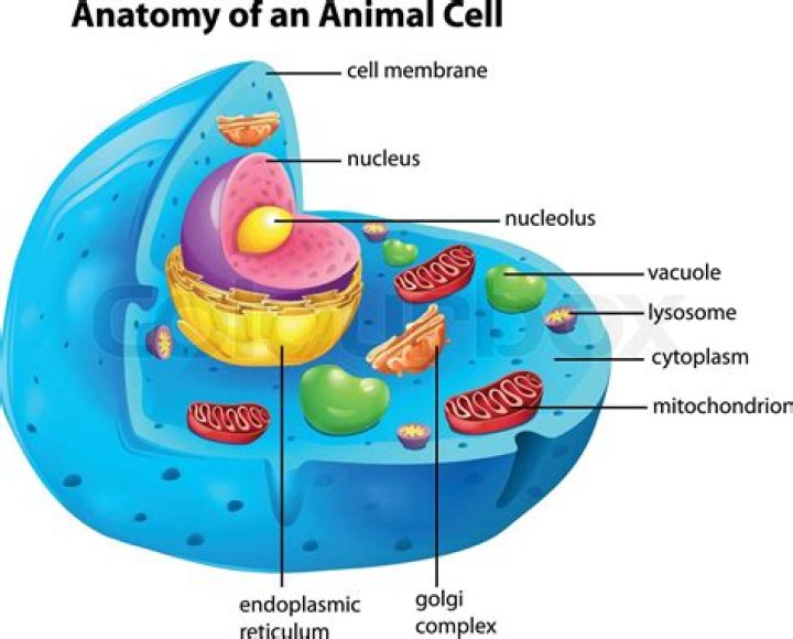 Animal Cell Of Vacuole The Animal Cell / Yes, animal cells do have