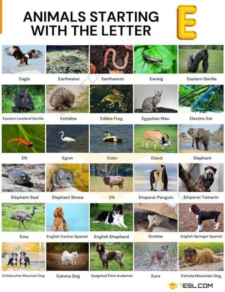 Animals that Start with E List of 20+ Animals Starting with E with