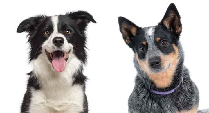 Are blue heeler Border Collie mix good dogs?