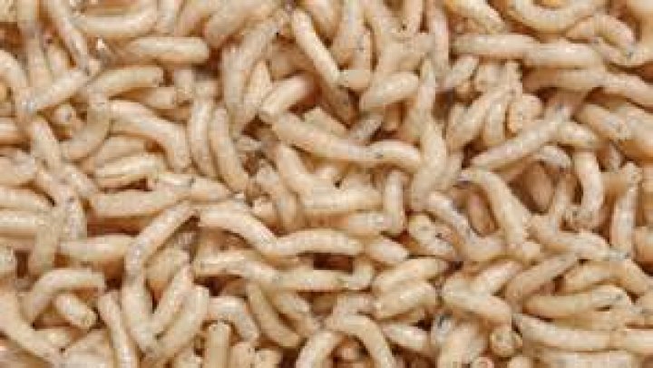 Are dead maggots good for fishing?
