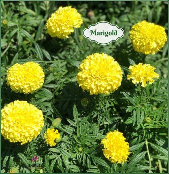 Are marigolds safe for pets?