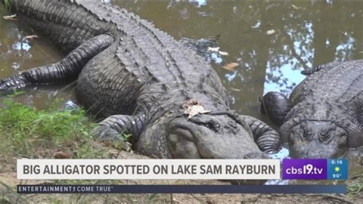 Are there alligators in Lake Raven?
