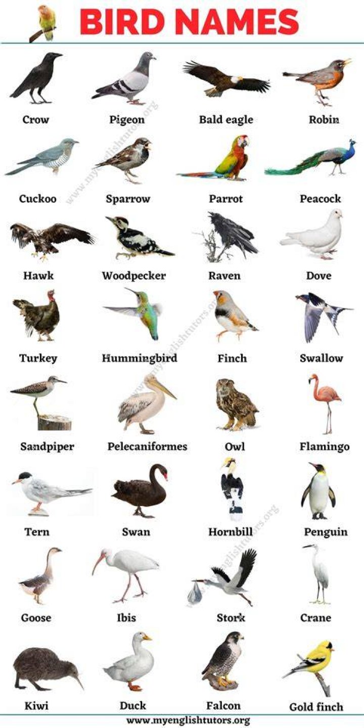 Bird Names List of 30+ Names of Birds in English with the Picture My
