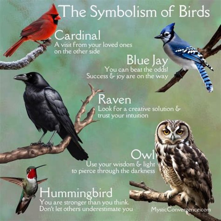 birds, freedom, meaning, smbolism, spiritual, spirituality, eagle