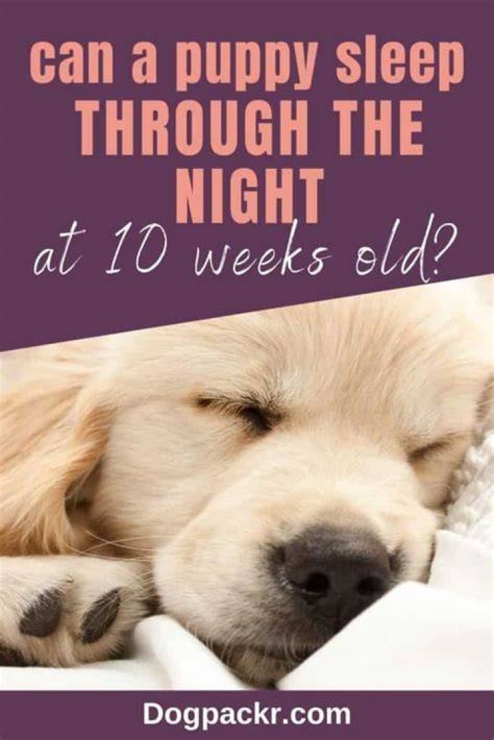 Can 10 week old puppies sleep through the night?