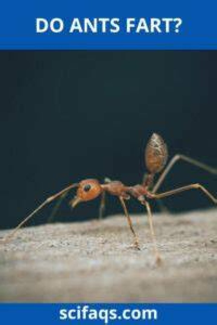 Can ants fart? - Blogsia