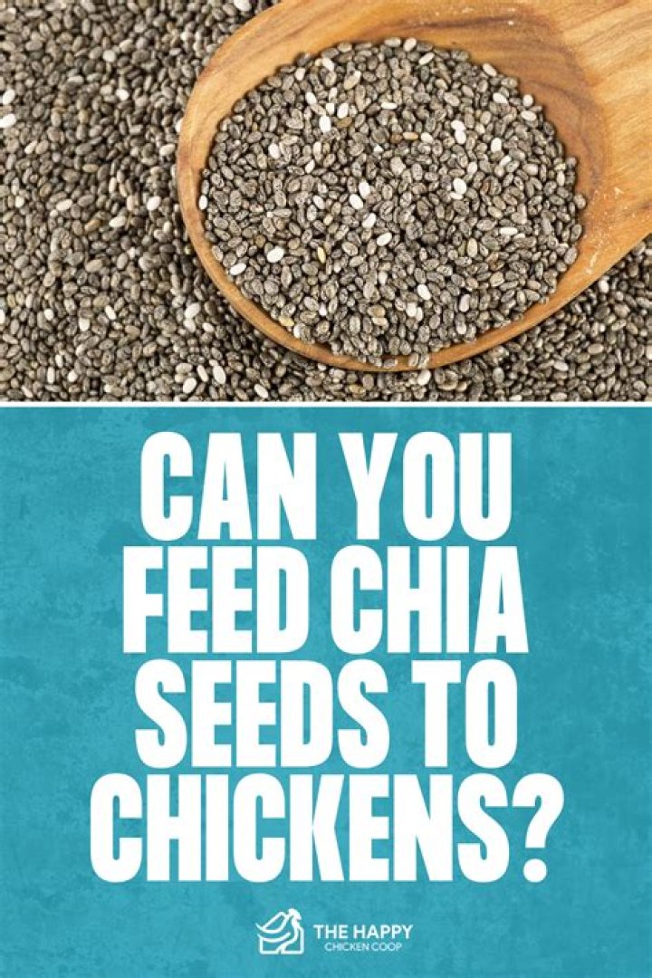 Can Chickens Thrive On Chia Seeds?