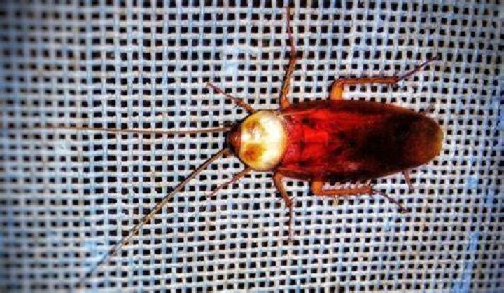 Can cockroaches scream? - BlogInfo