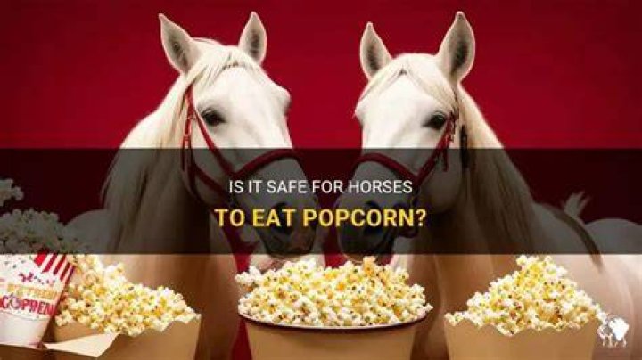 Can horses have popcorn? - SnogBlogy