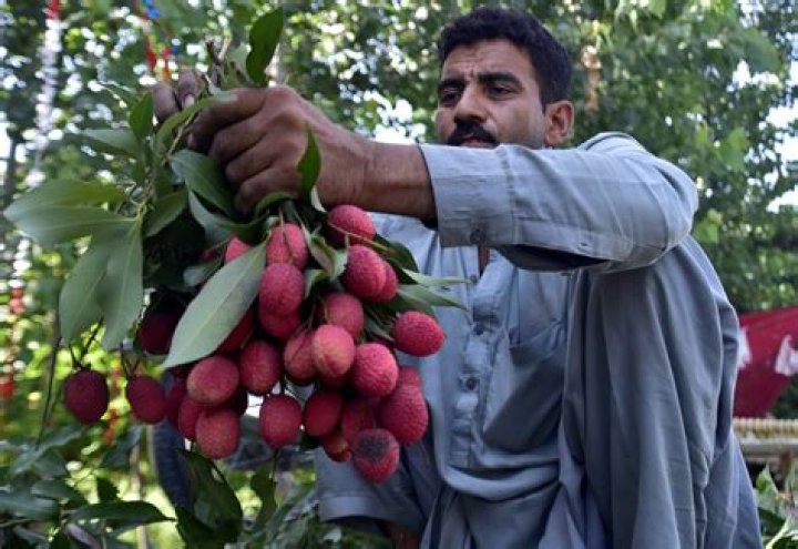 Can lychee be grown in Pakistan?