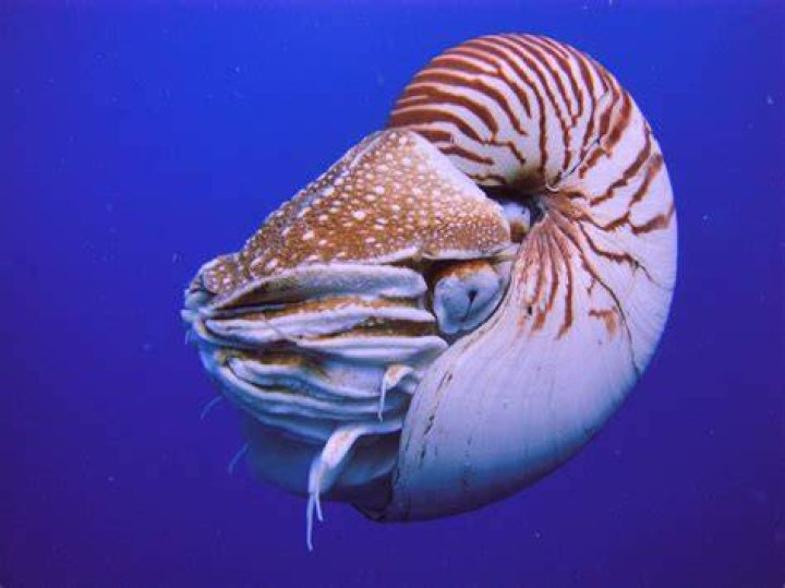 Can Nautilus still jungle?
