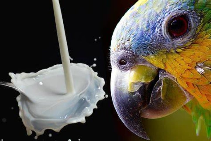Can parrots drink milk? - SnogBlogy ·