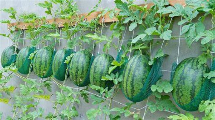 Can watermelon grow hanging? | SyncBlog
