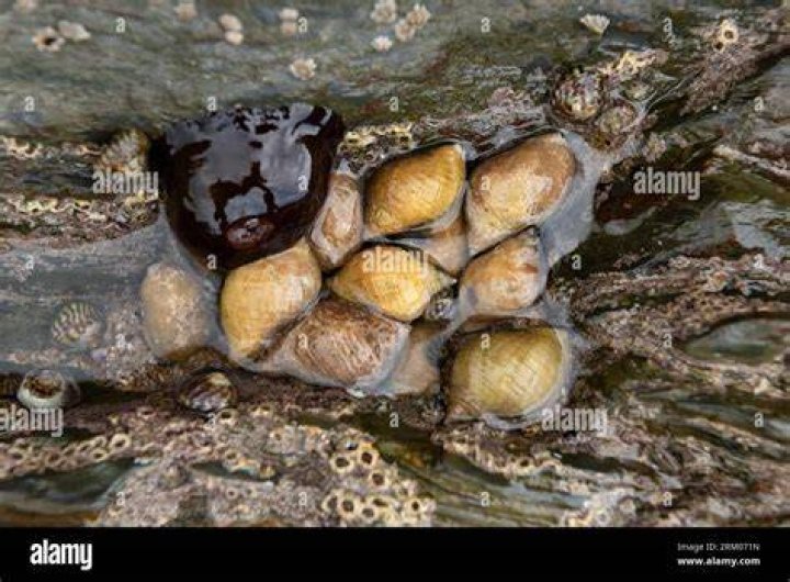 Can whelks live out of water?