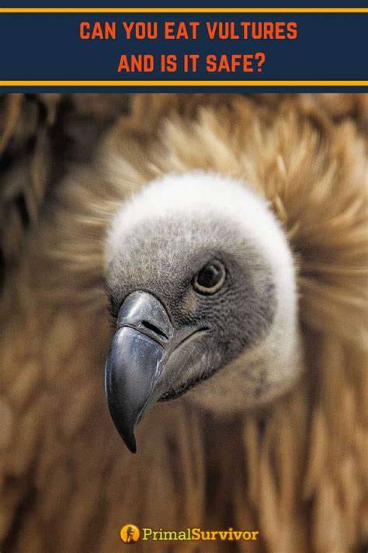 Can you eat a vulture?