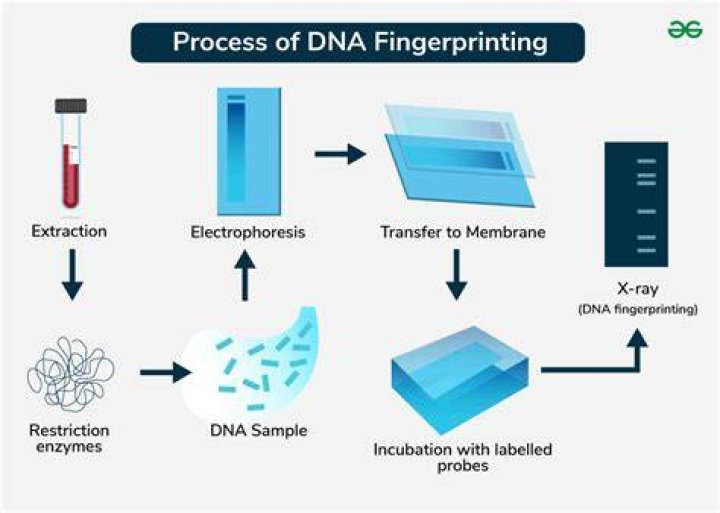 Can you get DNA from fingerprints?