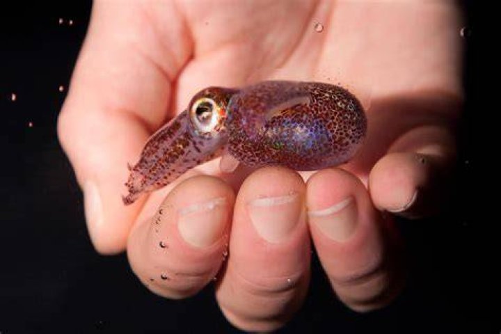 Can you keep a bobtail squid as a pet?