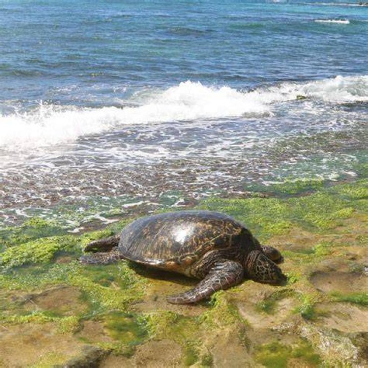 Can you see sea turtles in Hawaii?
