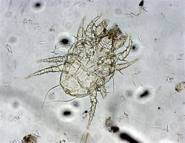 Cheyletiellosis Cat