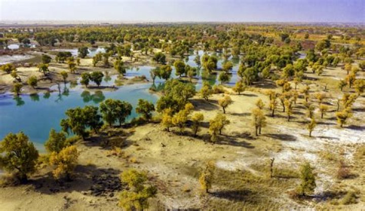 Desert, river, trees create picturesque autumn scenery in NW China CGTN