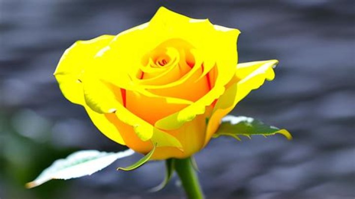 Discover The Enchanting World Of "Tn Amarillas Rosas": Unveiling Beauty And Significance
