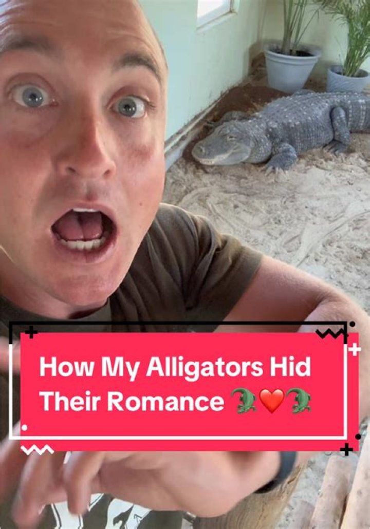 Discover The Secrets Of Alligator Romance!