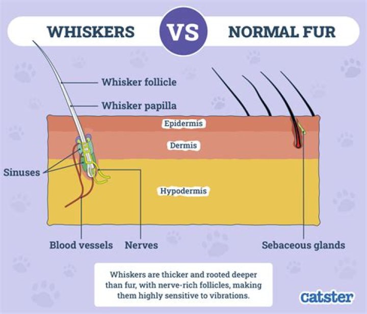 Do cats get more whiskers as they get older?