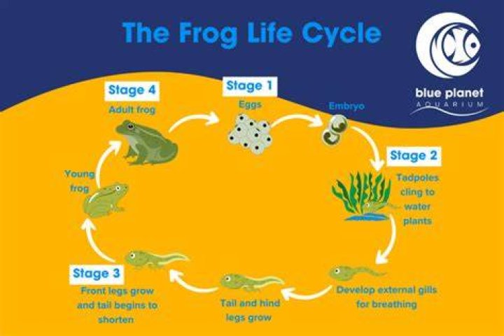 Do frog legs grow back?
