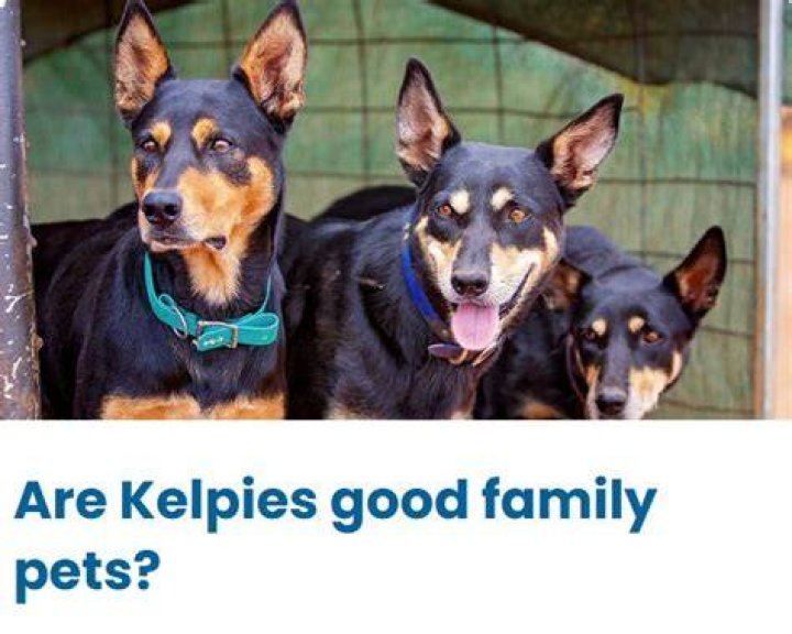 Do Kelpies make good family pets?