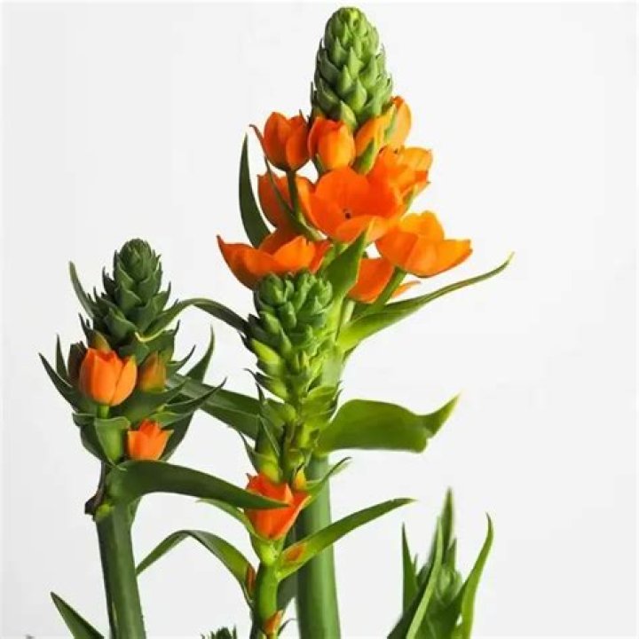 Does Orange Star plant need full sun?