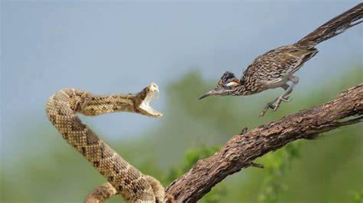 Does Roadrunner eat rattlesnakes?