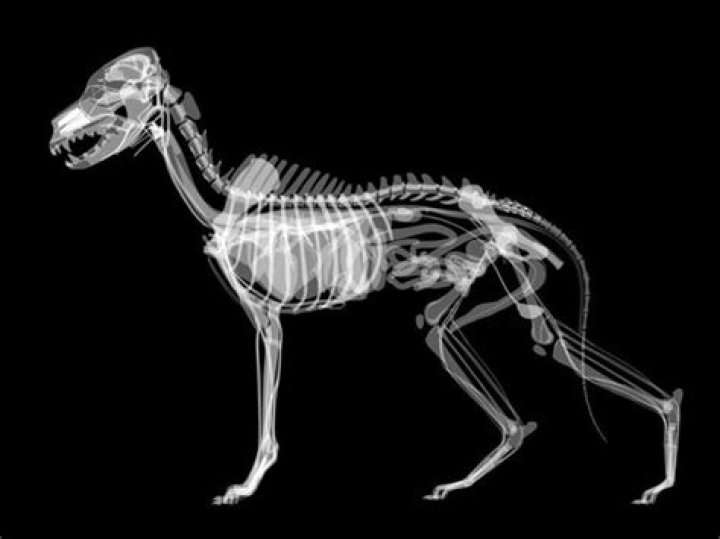 Dog Xray Anatomy Wallmonkeys