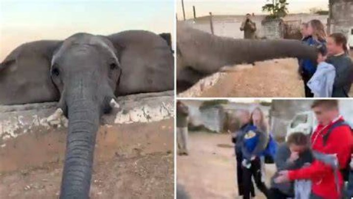 Elephant slaps tourist in the face in viral video 'I was catapulted