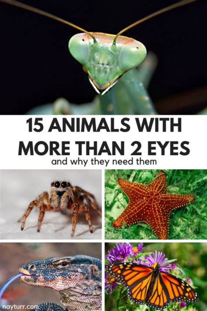 Eyes and Ears&hellip;Use Them! More than Useless