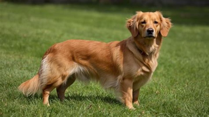 Golden Dox (Golden Retriever X Dachshund Mix) Info, Puppies, Pictures