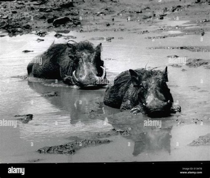 gore ii hires stock photography and images Alamy
