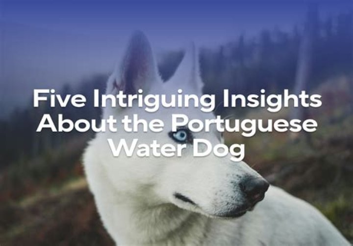 Height, Impact, And Intriguing Insights