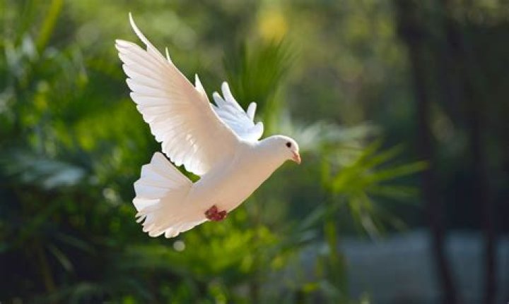 History of the Doves Type&reg; Typespec