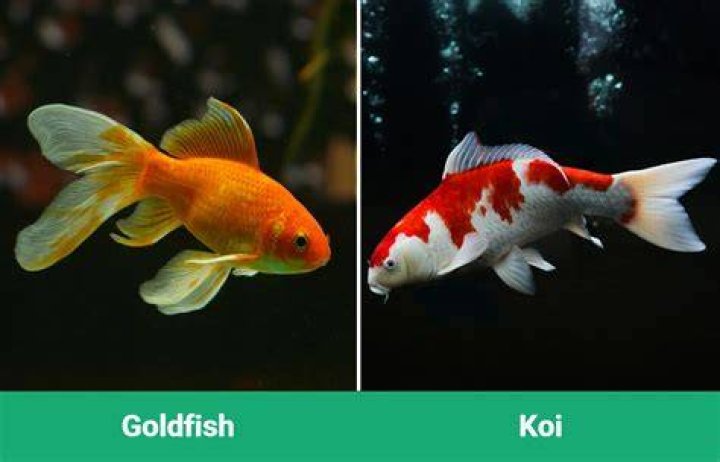 How can I tell if I have a koi or goldfish?