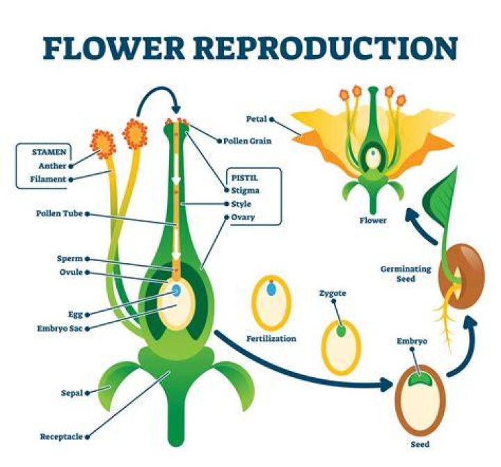 How do flowers reproduce sexually and asexually?