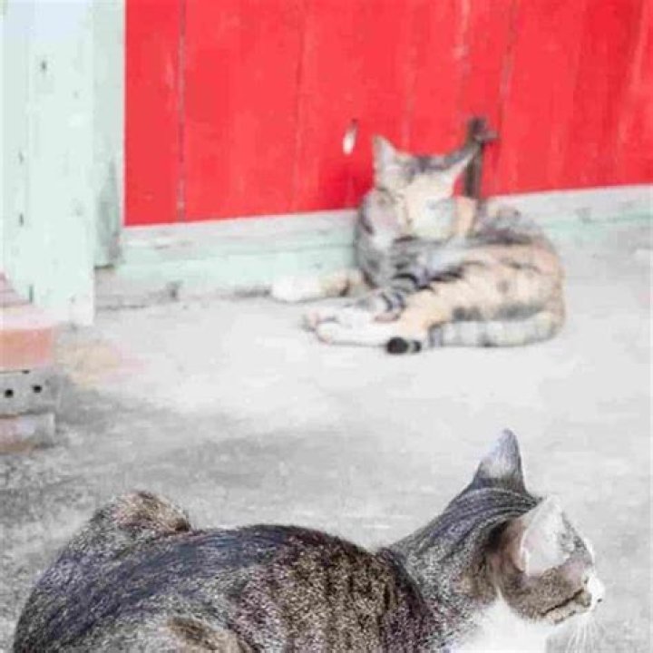 How do I get my cat to stop attacking my other cat?
