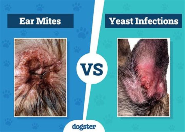 How do I know if my dog has a bacterial or yeast infection?