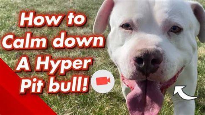 How do you calm down a hyper pitbull puppy?