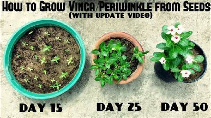 How do you keep vinca from spreading?
