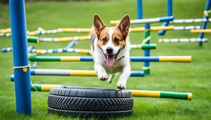 How do you make a dog obstacle course?